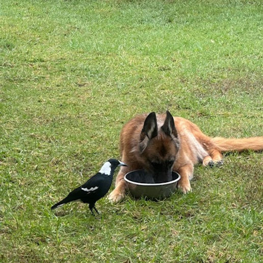 Dog resting beside a magpie on the grass at Urban Tail Sitters