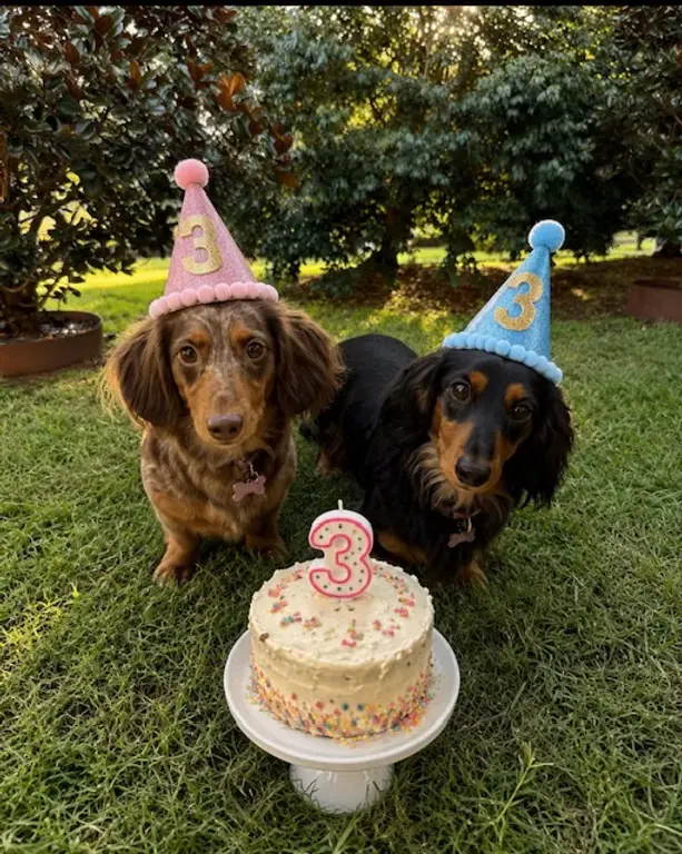 Two dachshunds in party hats celebrating a birthday on the lawn at Urban Tail Sitters