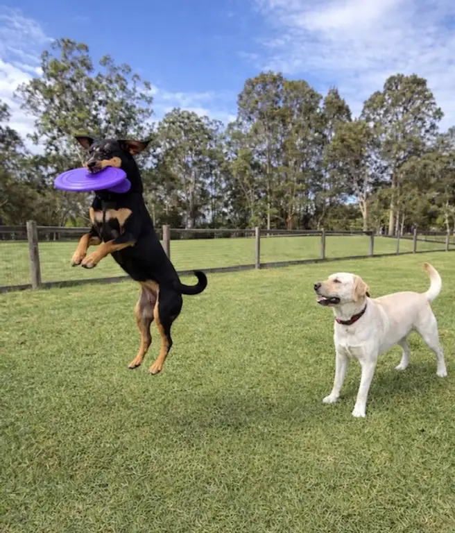 Kelpie leaping to catch a frisbee while a labrador watches at Urban Tail Sitters