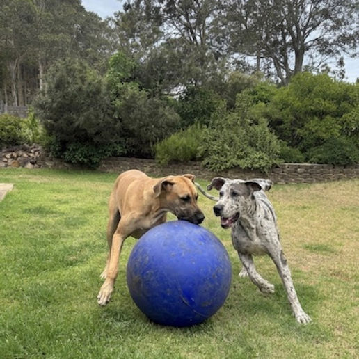 Two dogs playing with a large ball on the lawn