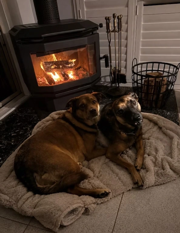 Dogs relaxing by a warm fireplace indoors at Urban Tail Sitters
